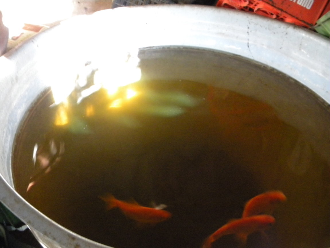 DSCN7980 .JPG